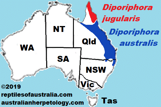 Eastern Two-lined Dragon Diporiphora australis REPTILES OF AUSTRALIA map